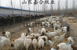 山东牛羊养殖,繁育基地集群，助力乡村振兴与畜牧业发展