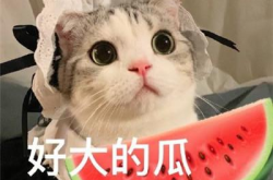 娱乐吃瓜君五条喵,揭秘娱乐圈五大热门事件背后的真相