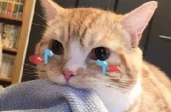 娱乐吃瓜君 折耳猫